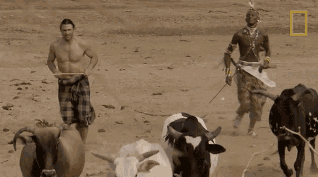 Herding Cattle Hazen Audel GIF - Herding Cattle Hazen Audel Primal Survivor GIFs