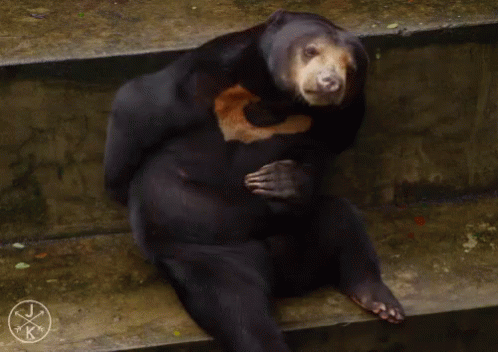 Itchy GIF - Itchy Bear GIFs
