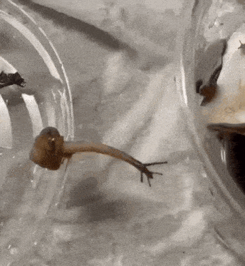 a snail is crawling in a clear container on a table