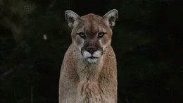 Mountain Lion GIF - Mountain Lion GIFs