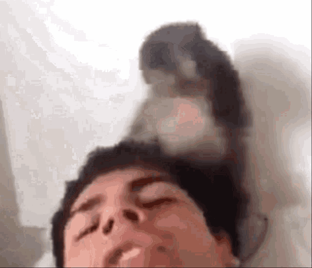 a cat is sitting on a man 's head