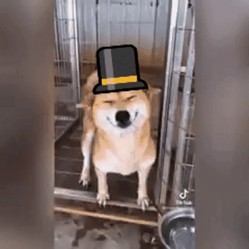A Good Doge Top Hat GIF - A Good Doge Top Hat Dogecoin Go Brrr GIFs
