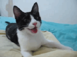 Smiling Cat GIF - Happycat GIFs