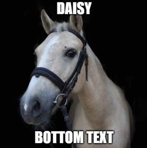 Arwen Daisy GIF - Arwen Daisy Horse GIFs