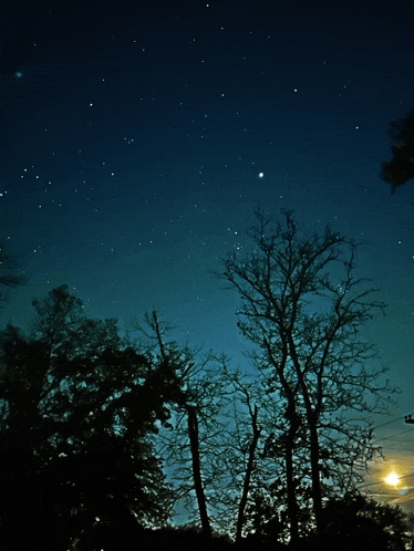 a night sky with trees in the foreground and lots of stars