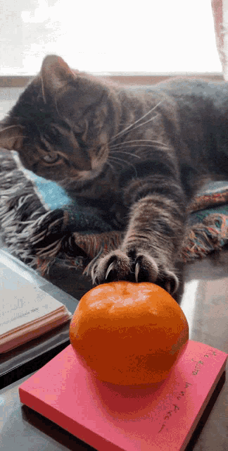 Cat Mandarin GIF - Cat Mandarin Orange GIFs