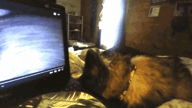 a cat laying on a bed looking at a laptop