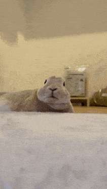 a close up of a rabbit laying down on a white blanket