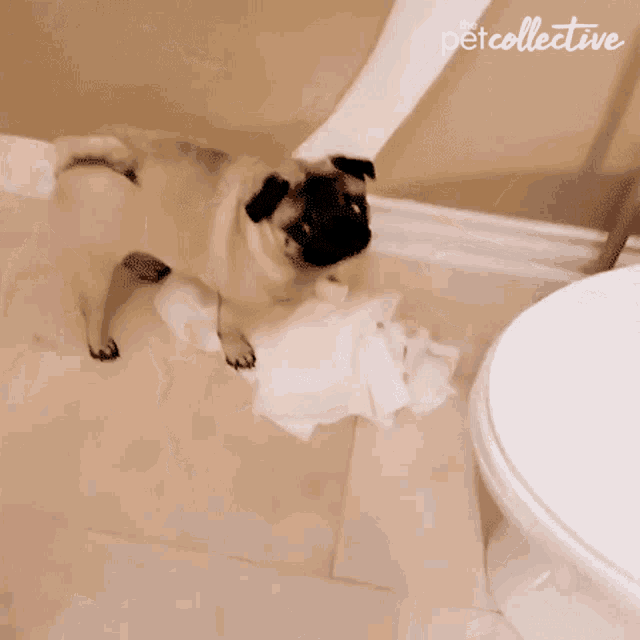 Pug The Pet Collective GIF - Pug The Pet Collective Tissue GIFs