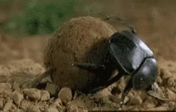 Dung Beetle Push GIF - Dung Beetle Push Bug GIFs
