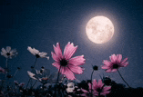 a full moon is shining over a field of pink flowers .
