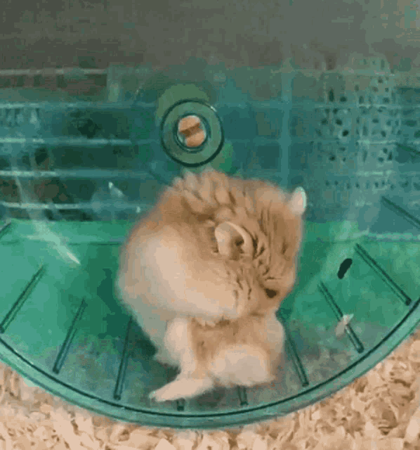 a hamster is sitting on a green hamster wheel .