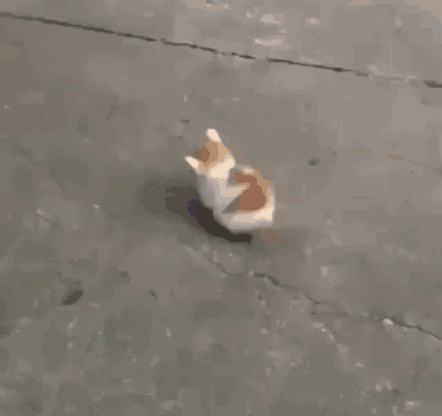 a small brown and white cat is walking on a concrete surface .