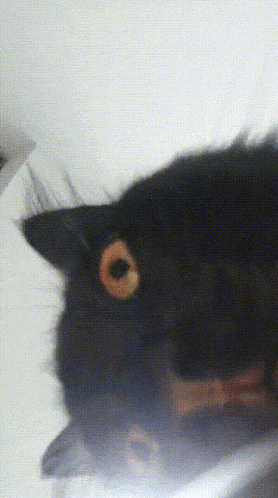 a close up of a black cat 's eyes with a white background