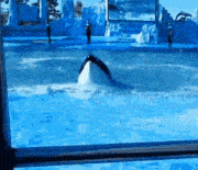 a killer whale is swimming in a large pool