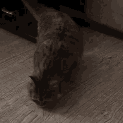 Spooked Scare GIF - Spooked Scare Kitty GIFs