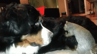 Quickly We Must Hide The Nut! GIF - Animals Squirrel Nuts GIFs