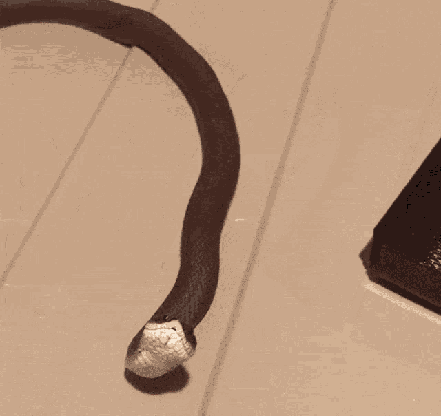 a person is touching a snake with their finger and it has a hole in its mouth