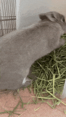 a rabbit is eating grass in a cage on a carpet .
