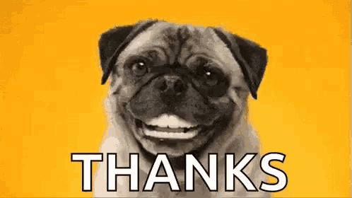 a pug dog is smiling and says `` thanks '' .