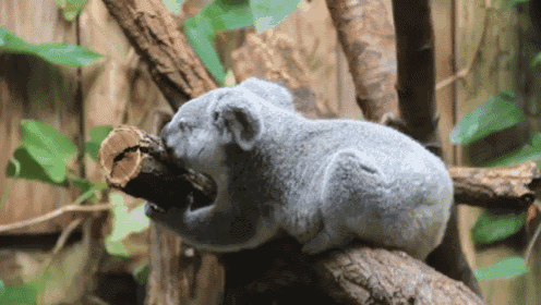 The Paleo Diet GIF - Koalas Hungry Nomnomnom GIFs