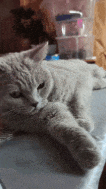 a gray cat is laying on a table in front of some plastic containers