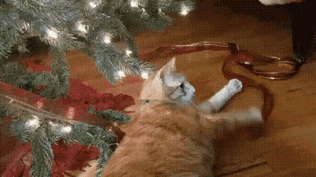 Cat Tree GIF - Cat Tree Play GIFs