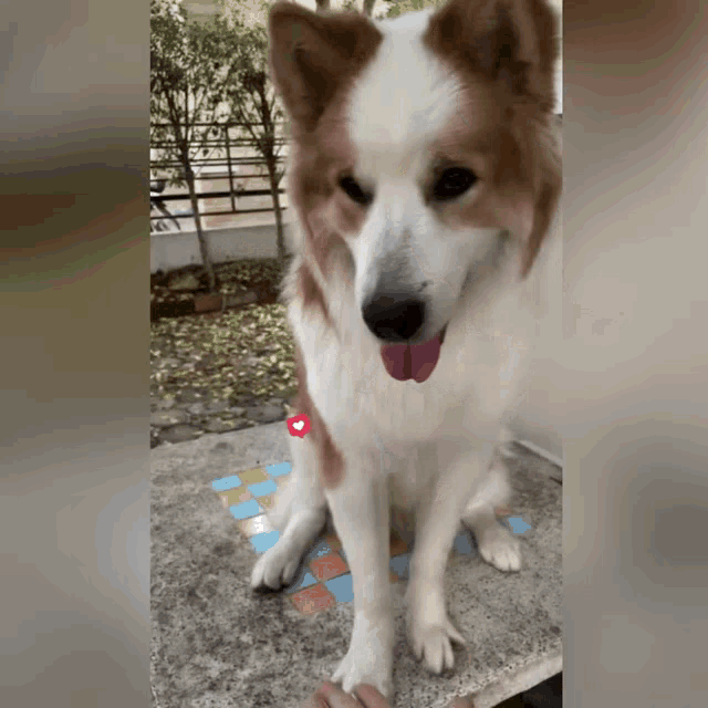 a brown and white dog with its tongue hanging out is sitting on the ground
