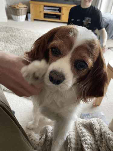 a small brown and white dog is being held by a person in a living room
