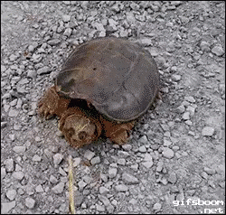 Snapping Turtle Attack GIF - Snapping Turtle Turtle GIFs