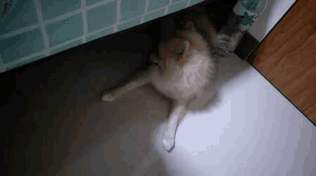 a pomeranian dog is laying on its back on the floor under a bed .