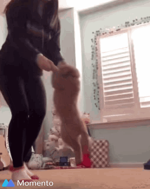 a woman is playing with a puppy in a room with the words momento on the bottom right