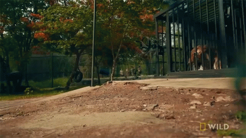 Release From The Cage A Tigers Tale GIF - Release From The Cage A Tigers Tale Nat Geo Wild GIFs