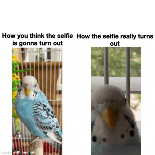 a bird in a cage with the caption how you think the selfie how the selfie really turns is gonna turn out made with mematic