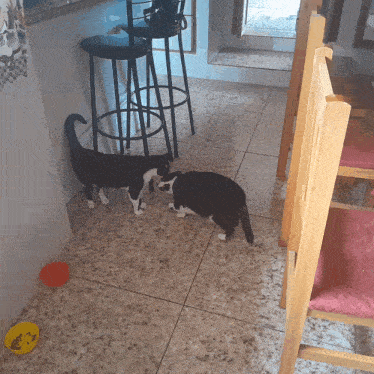 a black and white cat standing on a tiled floor next to a bowl of food