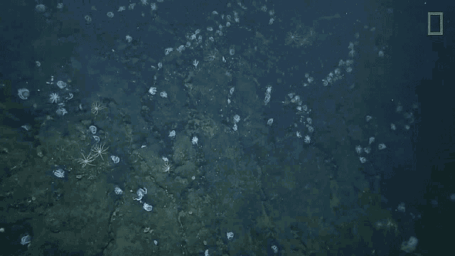 Sea Dive GIF - Sea Dive Underwater GIFs