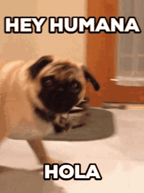 a pug dog with the words hey humana hola written above it