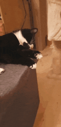 a black and white cat is laying on a couch in a room .