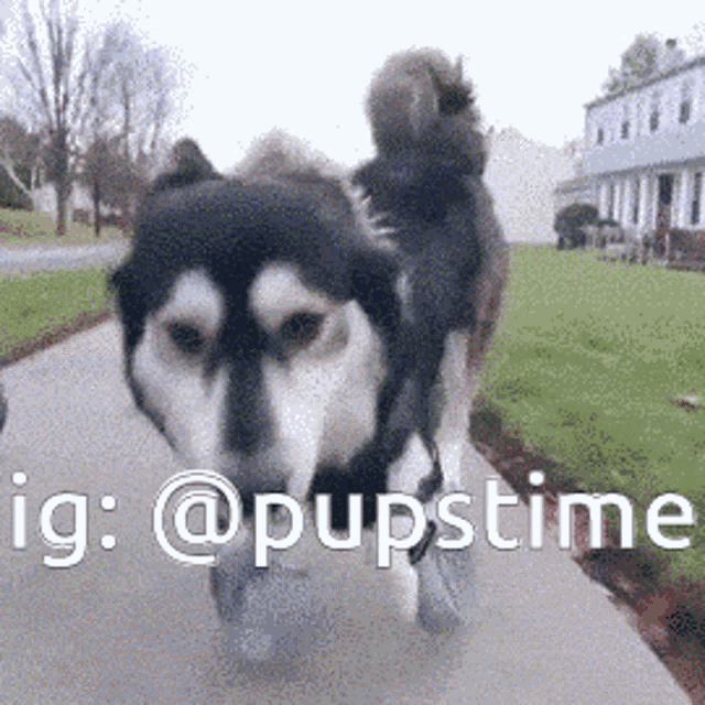 a husky dog is walking down a sidewalk with the hashtag @pupstime