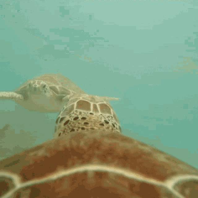 Turtle Slap GIF - Turtle Slap GIFs