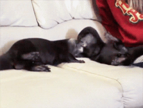 Otter Otters GIF - Otter Otters Play GIFs