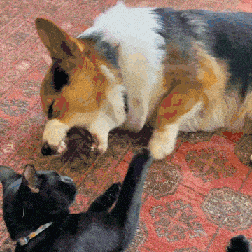 a dog and a cat laying on a rug