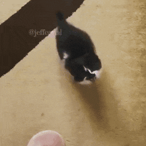 a black and white cat is walking on the floor next to a finger .