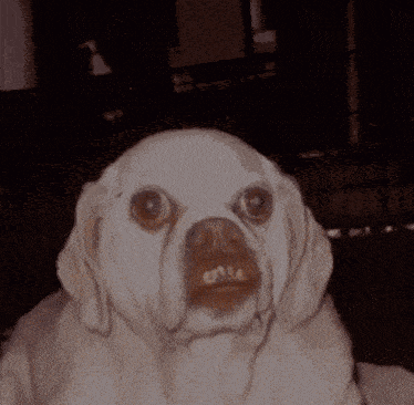 a close up of a dog 's face with a very large mouth