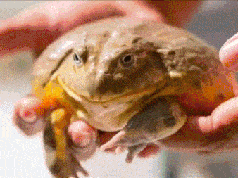 Frog Frogs GIF - Frog Frogs Funny Frog GIFs