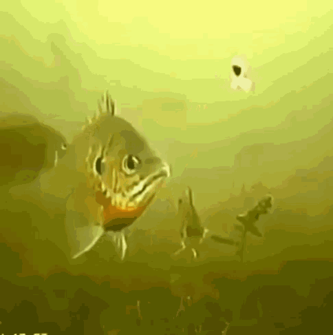 [Image: fishing-swallog.gif]
