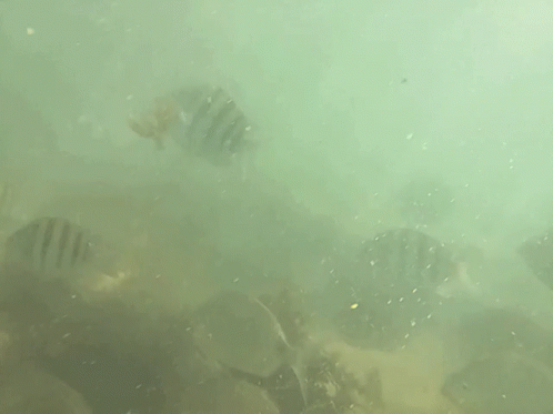 Fishes Underwater GIF - Fishes Underwater Ocean GIFs