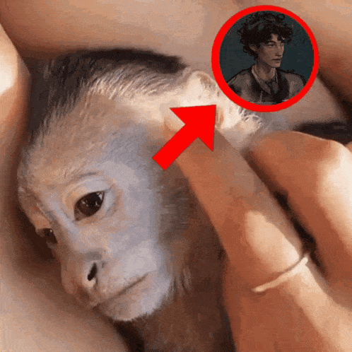 a person is holding a small monkey with a red arrow pointing to the ear