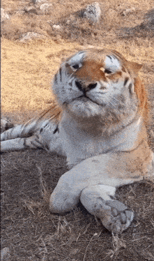 a close up of a tiger laying down with its eyes closed