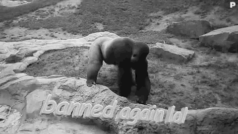 a black and white photo of a gorilla standing on a rock .